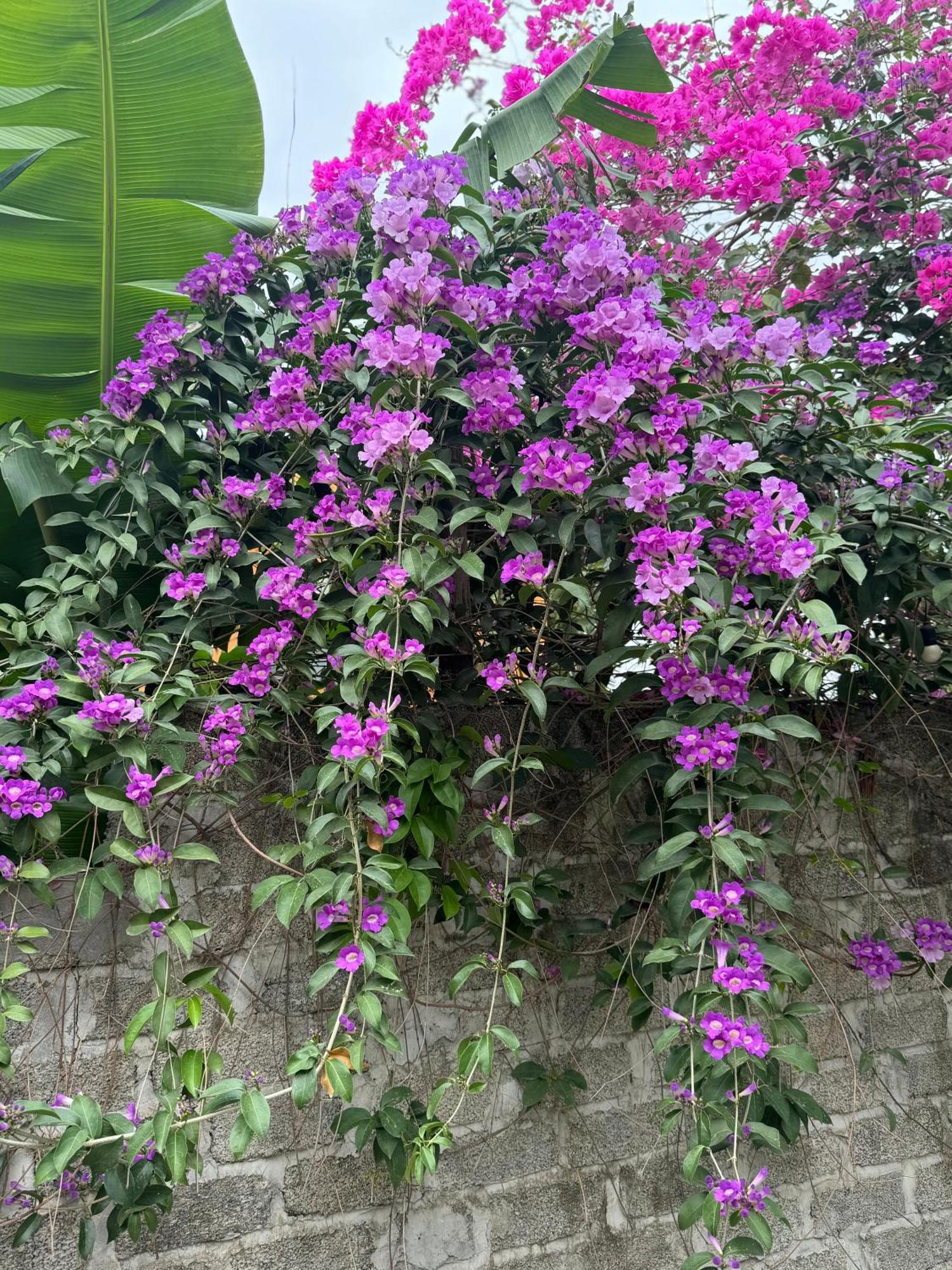 Hotel Rosa Garden Ninh Binh Esterno foto